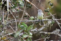 Pacific Elaenia